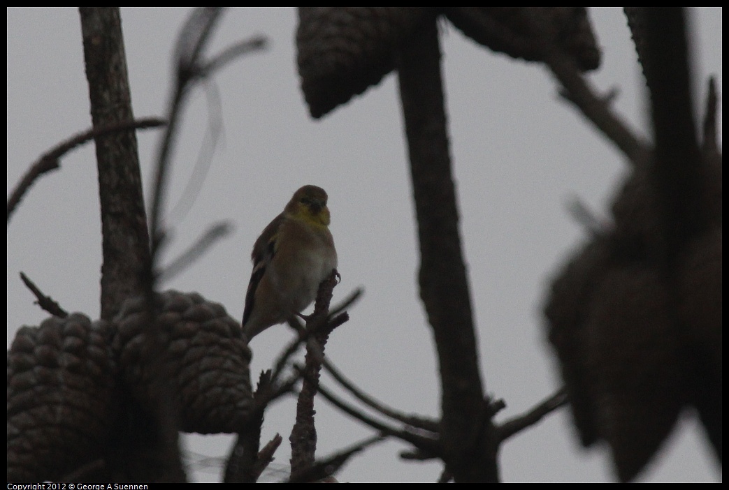 1030-085858-01.jpg - American Goldfinch