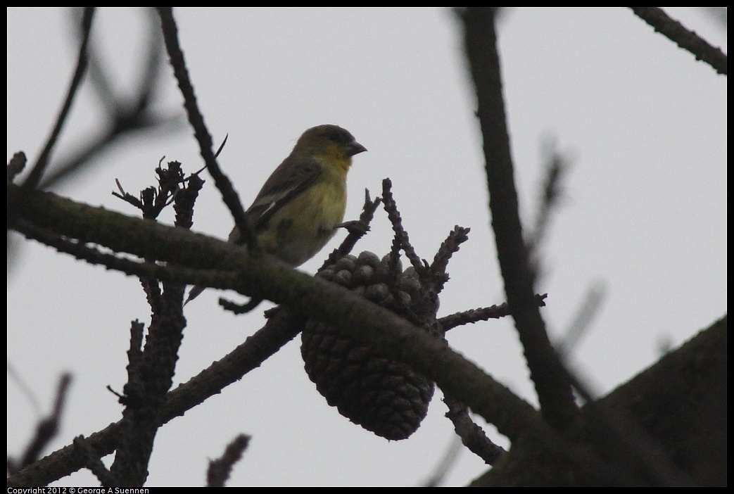 1030-085952-02.jpg - American Goldfinch