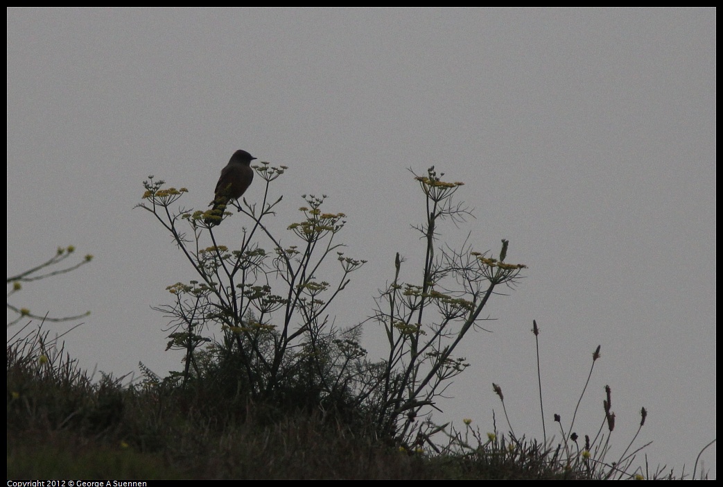 1030-090348-01.jpg - Say's Phoebe