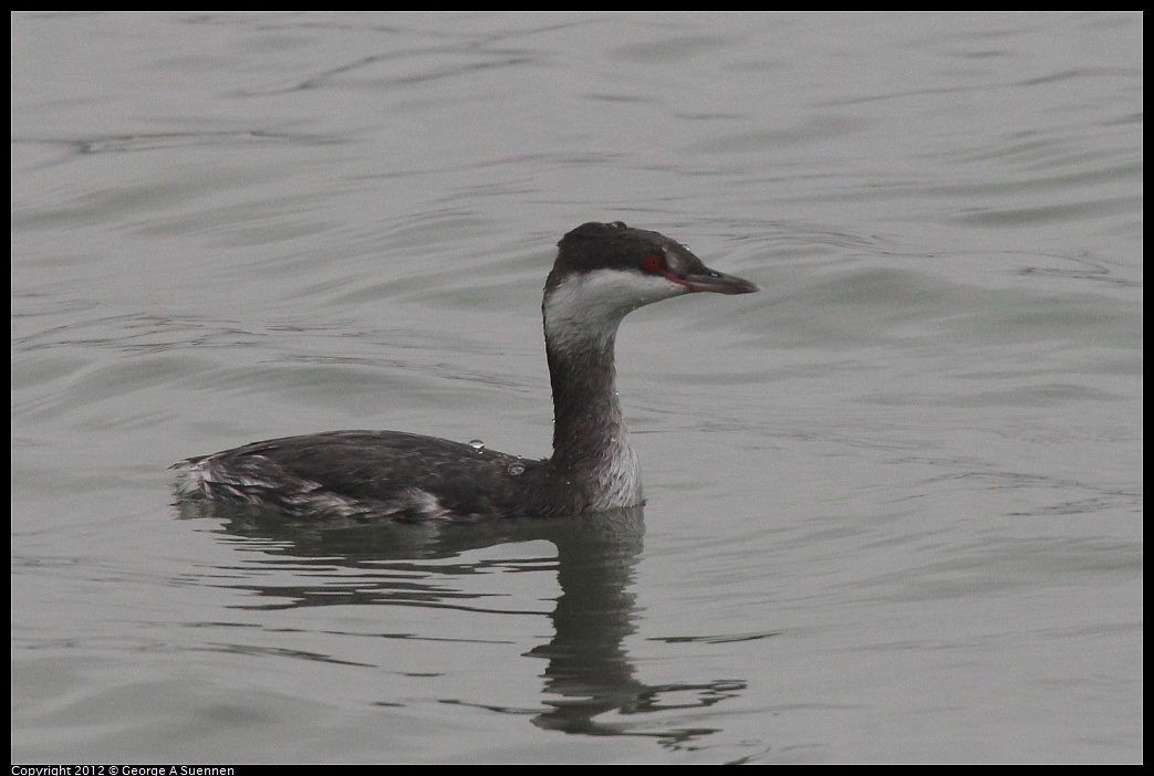 1030-090916-01.jpg - Horned Grebe