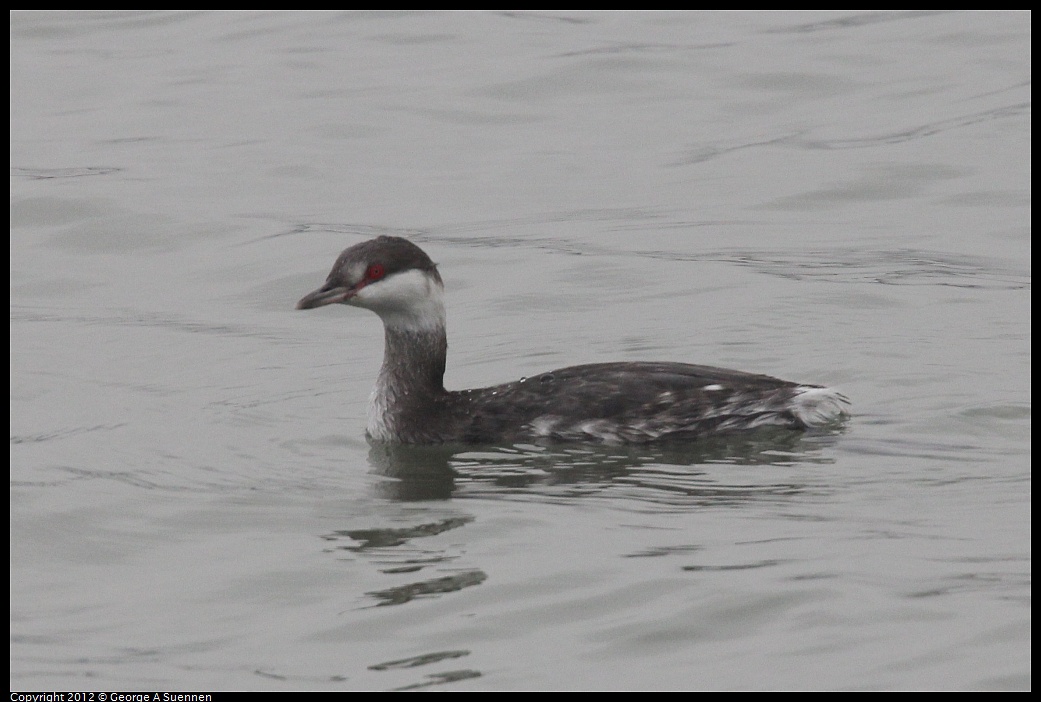 1030-090919-02.jpg - Horned Grebe