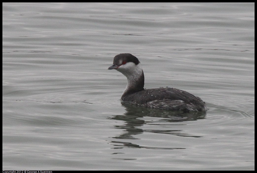 1030-091004-02.jpg - Horned Grebe