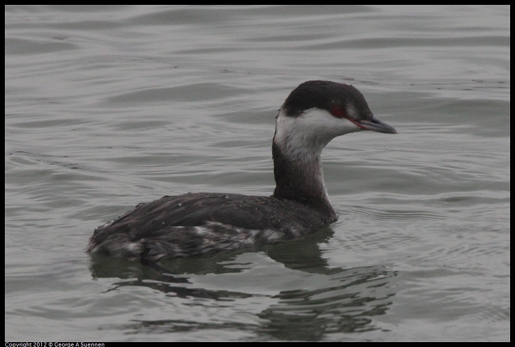 1030-091117-01.jpg - Horned Grebe