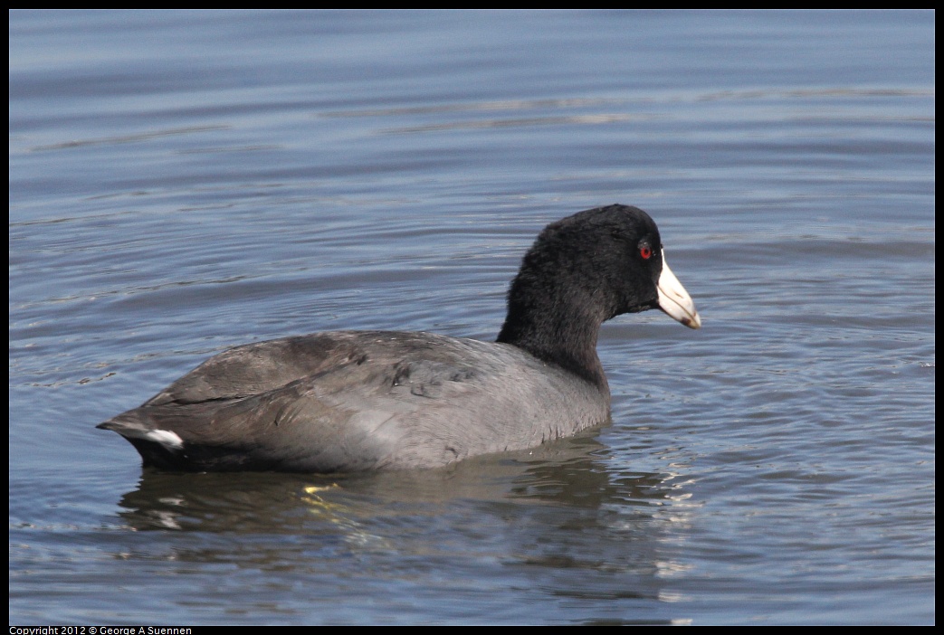 1030-124337-03.jpg - American Coot