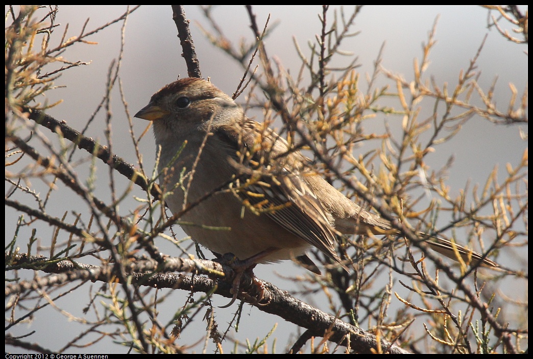 1030-124351-03.jpg - White-crowned Sparrow