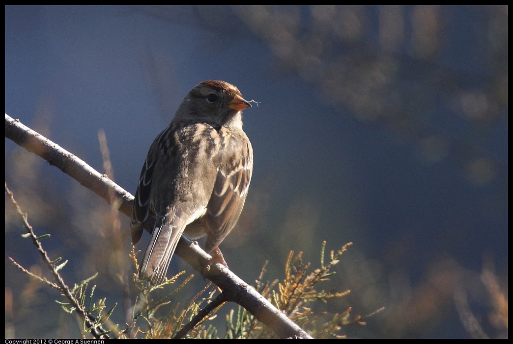 1030-124430-01.jpg - White-crowned Sparrow