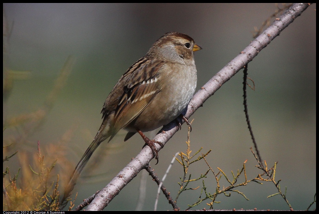 1030-124505-02.jpg - White-crowned Sparrow