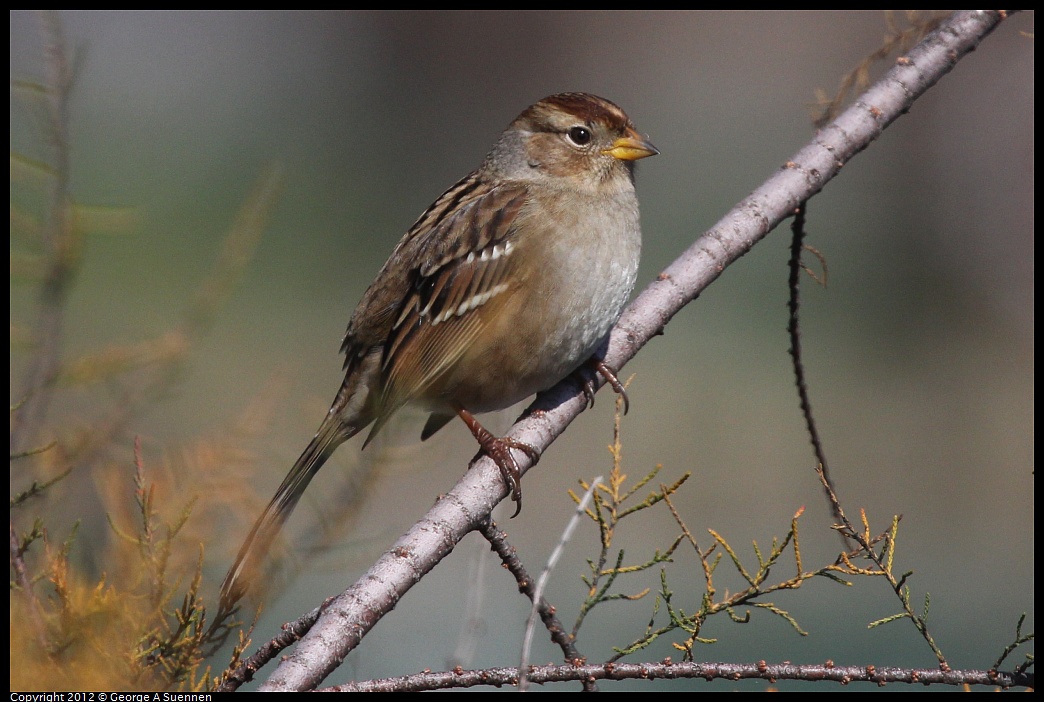 1030-124508-02.jpg - White-crowned Sparrow