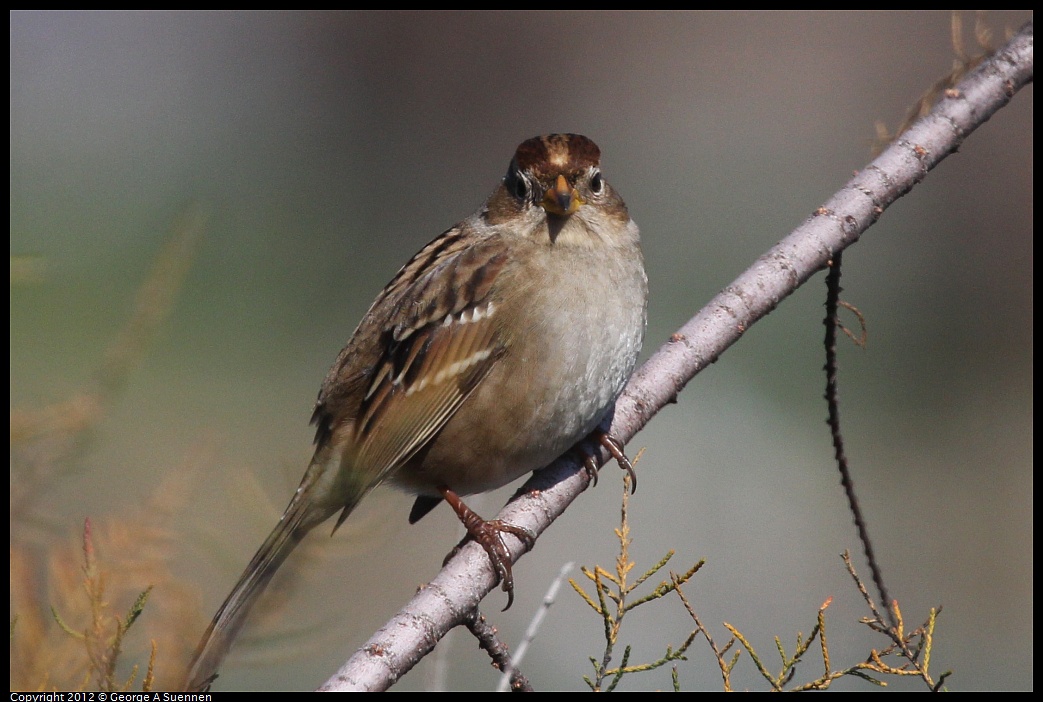 1030-124509-02.jpg - White-crowned Sparrow