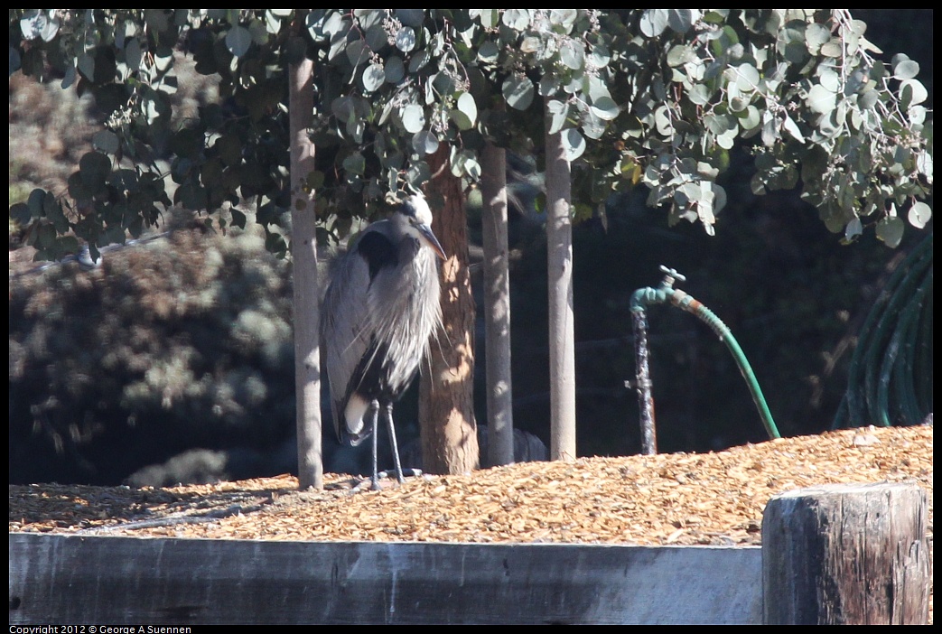 1030-124534-01.jpg - Great Blue Heron