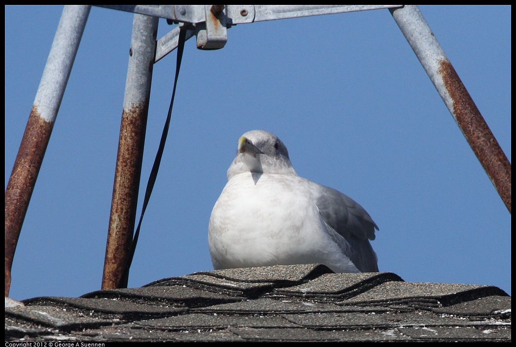 1030-124615-01.jpg - Western Gull