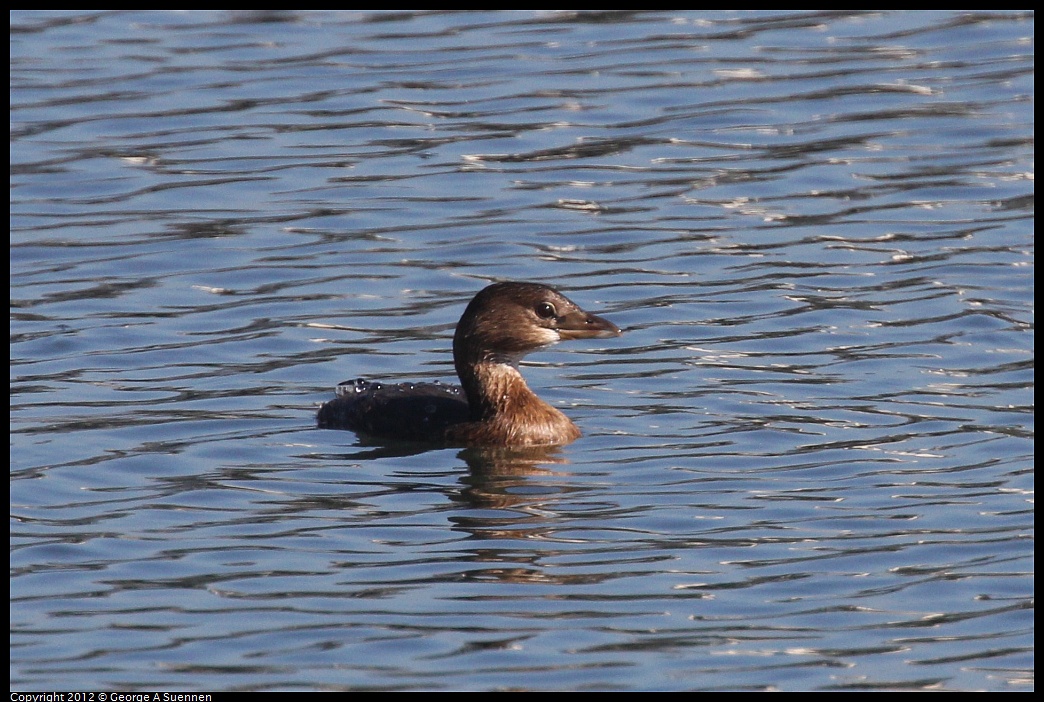 1030-124656-01.jpg - Pied-billed Grebe