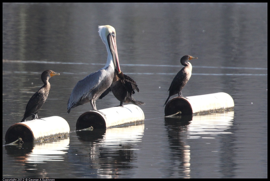 1030-124716-01.jpg - Brown Pelican and Double-crested Cormorant