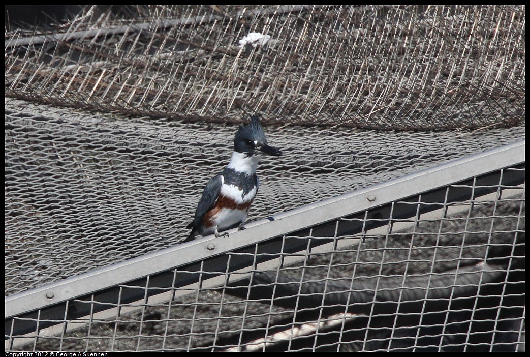 1030-124837-01.jpg - Belted Kingfisher