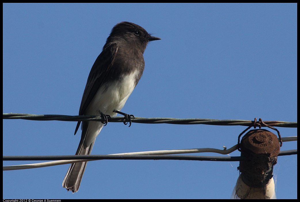 1030-125330-01.jpg - Black Phoebe