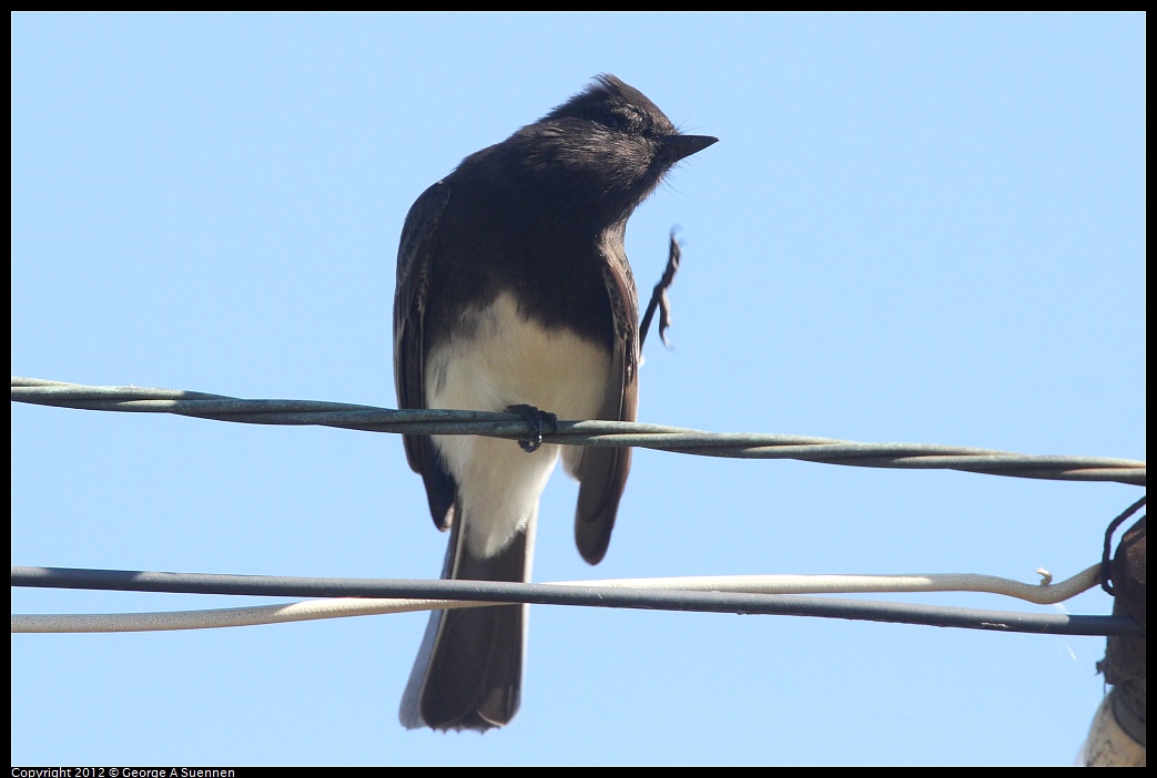 1030-125334-01.jpg - Black Phoebe