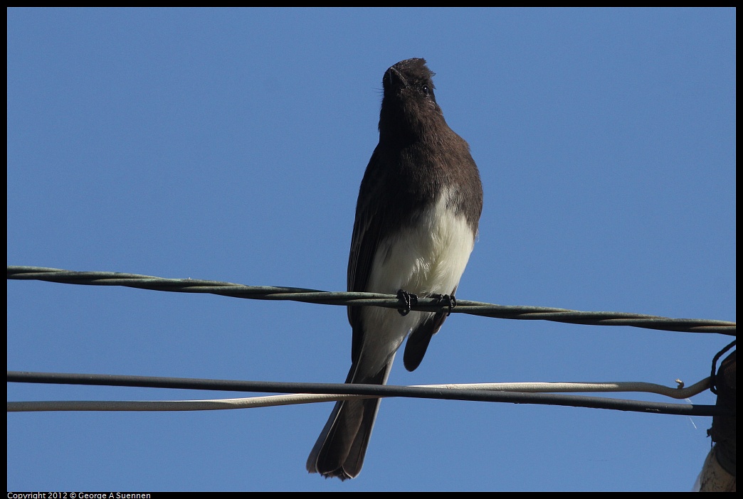 1030-125335-01.jpg - Black Phoebe