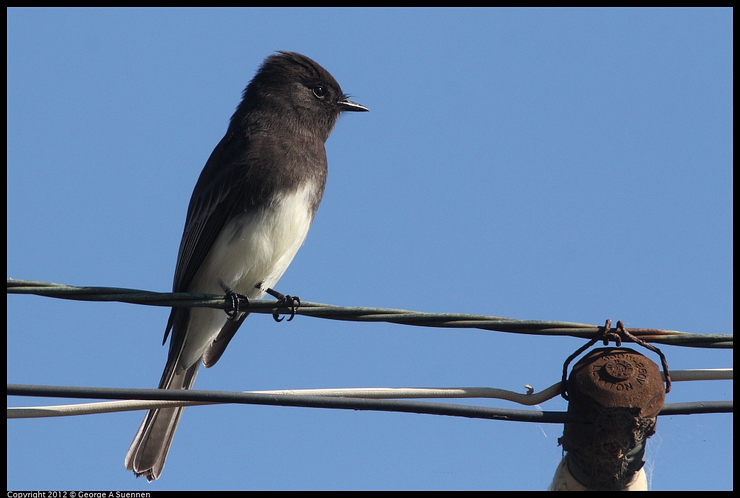 1030-125340-02.jpg - Black Phoebe