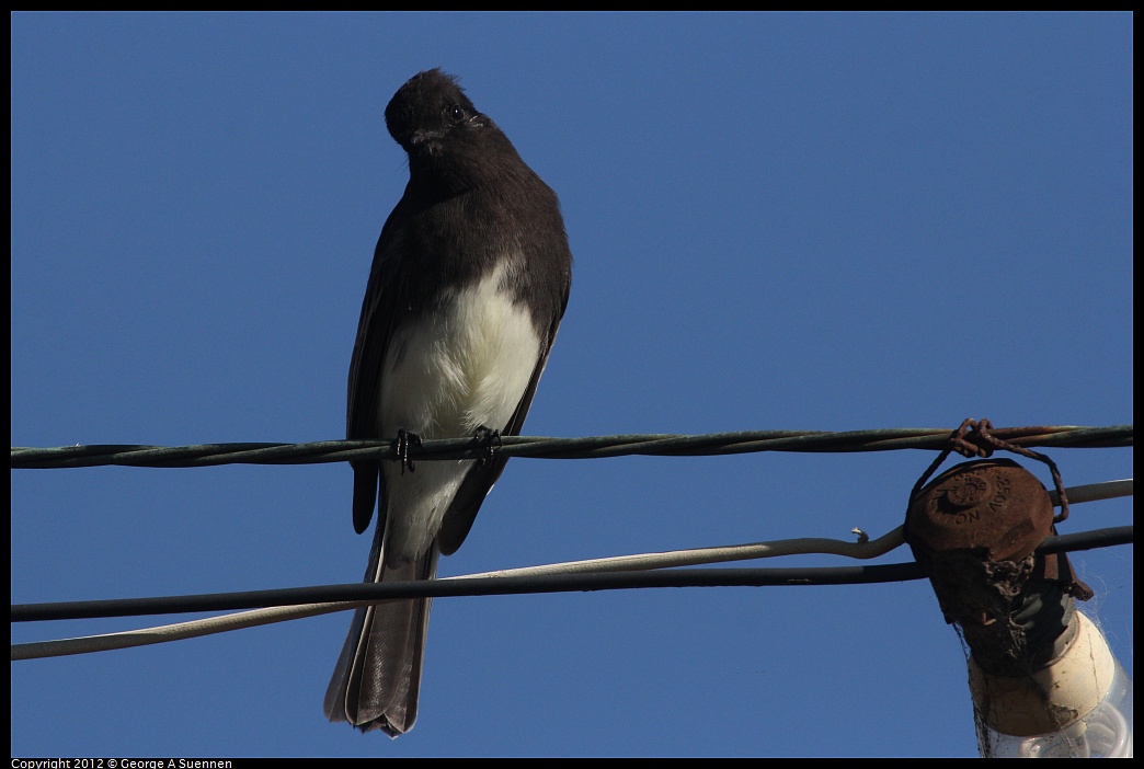 1030-125418-01.jpg - Black Phoebe