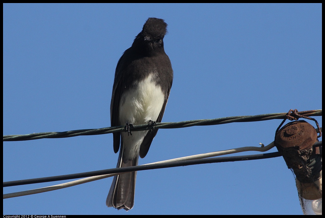 1030-125431-02.jpg - Black Phoebe