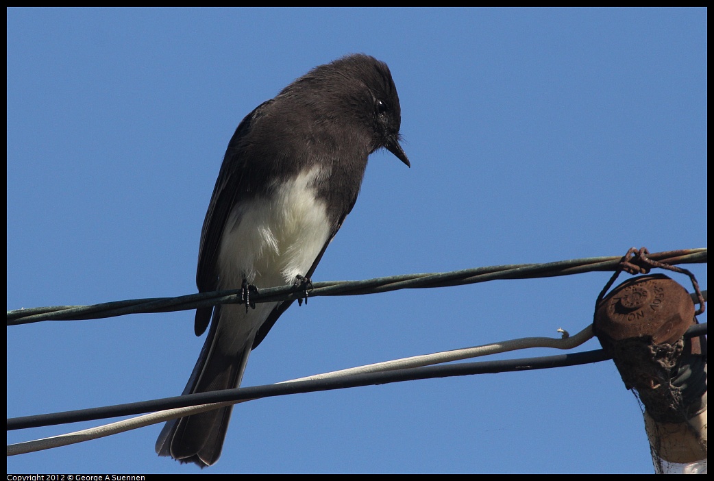 1030-125431-05.jpg - Black Phoebe