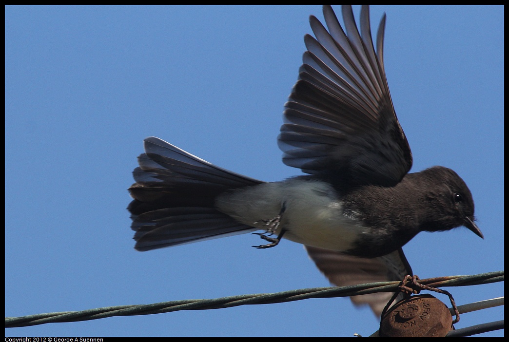 1030-125432-01.jpg - Black Phoebe