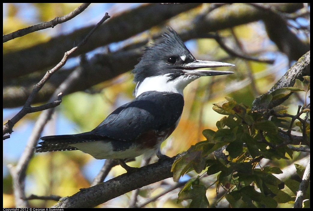 1030-125514-01.jpg - Belted Kingfisher