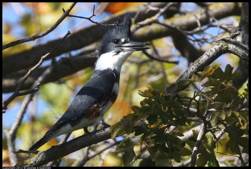 1030-125514-04.jpg - Belted Kingfisher