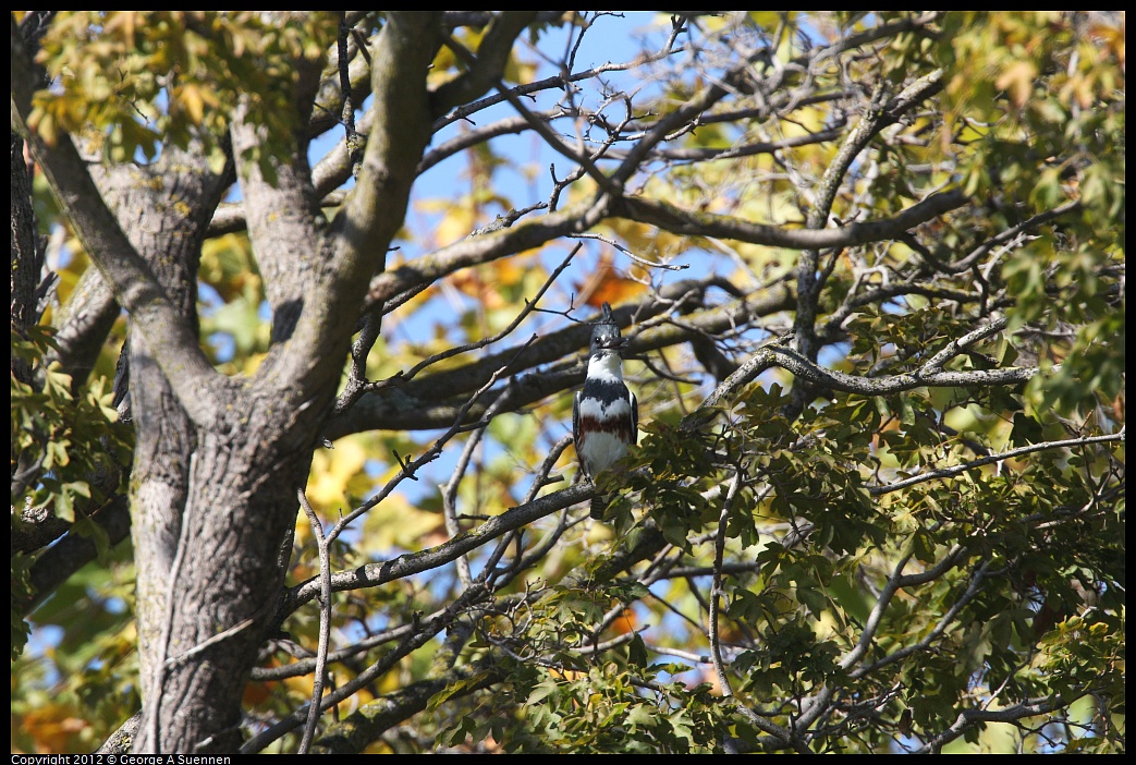 1030-125520-01.jpg - Belted Kingfisher