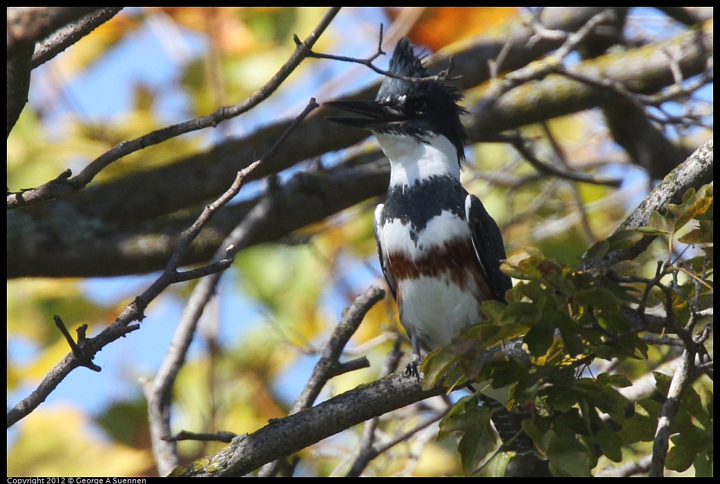 1030-125528-01.jpg - Belted Kingfisher