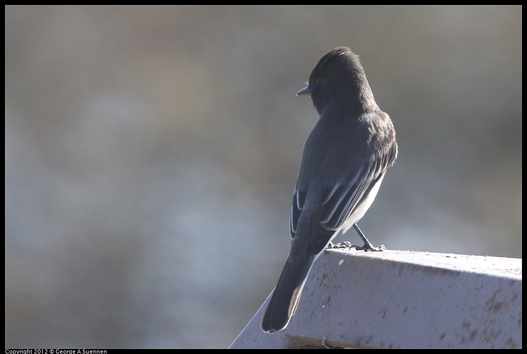 1030-125559-01.jpg - Black Phoebe