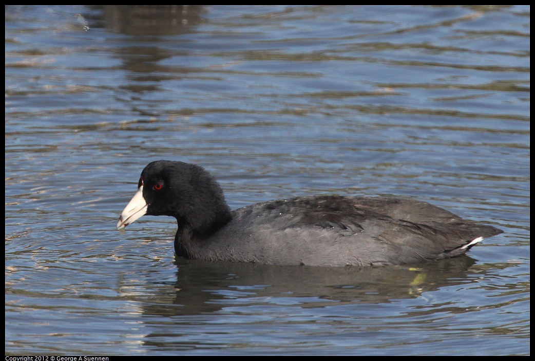 1030-125657-04.jpg - American Coot