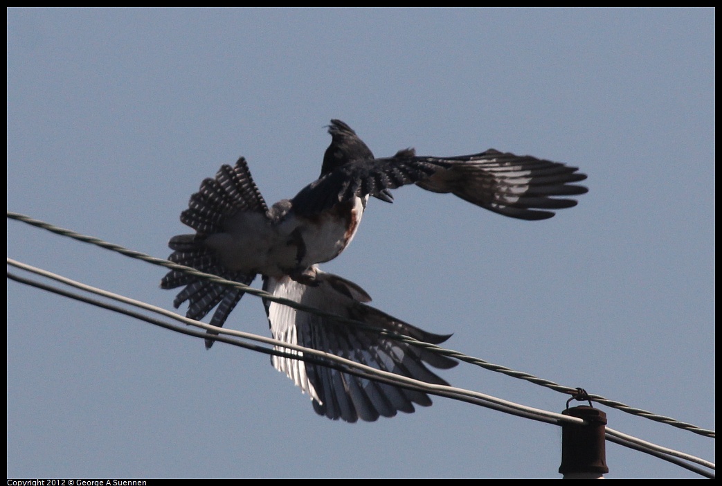 1030-125911-01.jpg - Belted Kingfisher