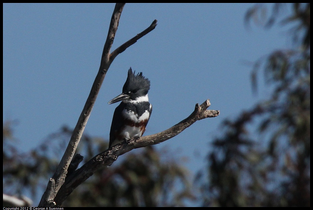 1030-130112-02.jpg - Belted KingfisherBelted Kingfisher