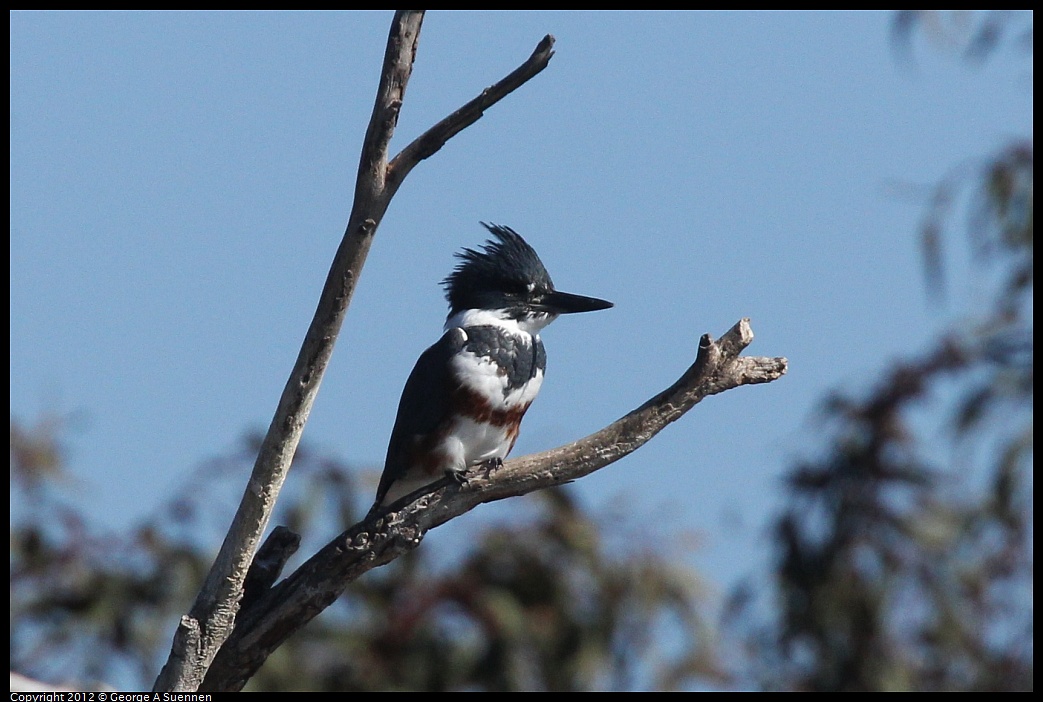 1030-130125-05.jpg - Belted Kingfisher