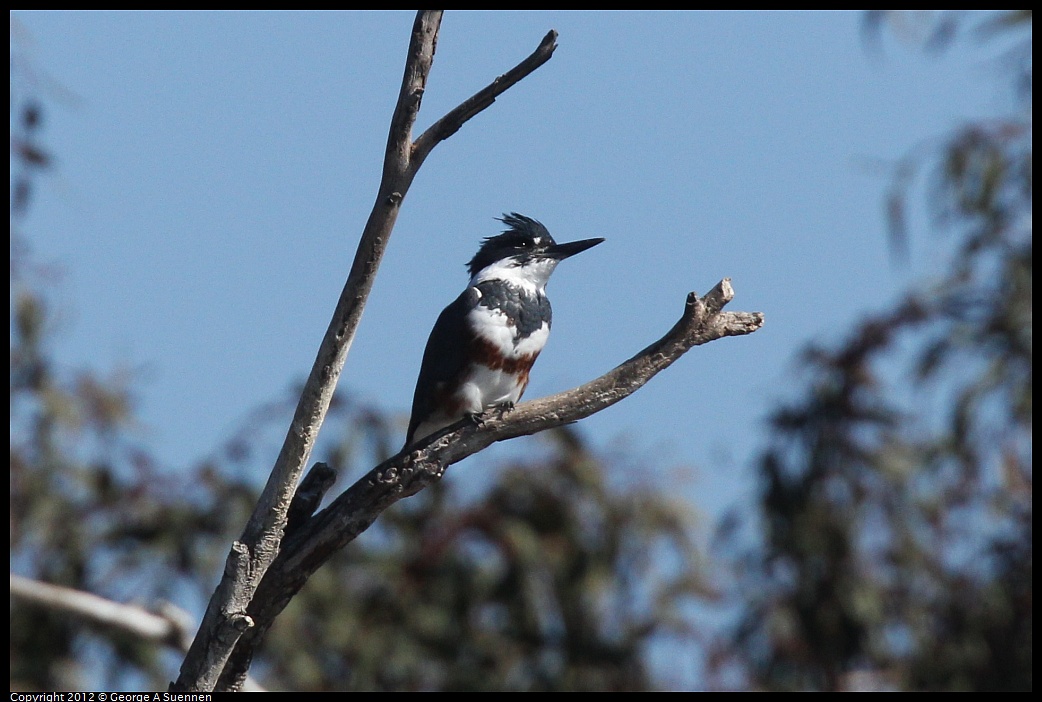 1030-130127-02.jpg - Belted Kingfisher