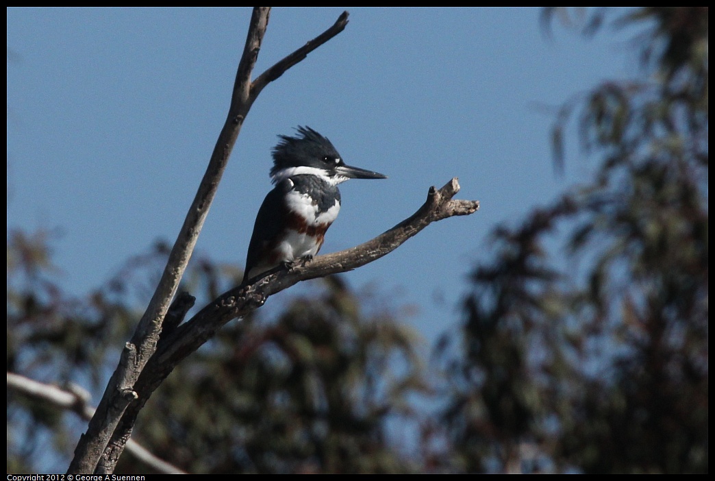 1030-130150-01.jpg - Belted Kingfisher