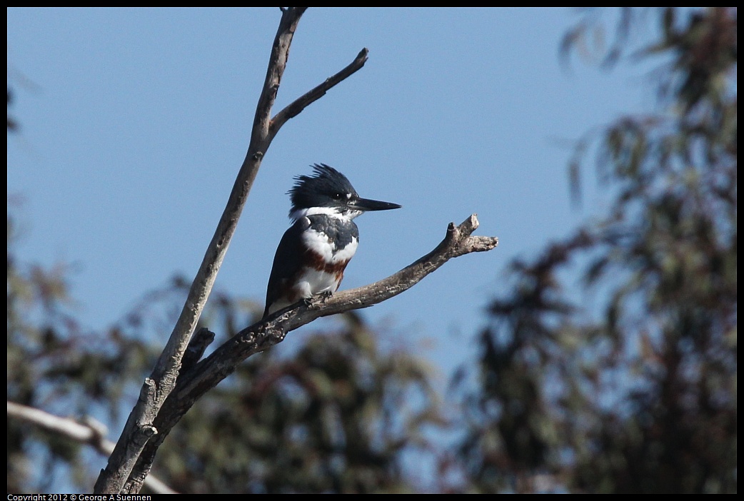 1030-130158-01.jpg - Belted Kingfisher