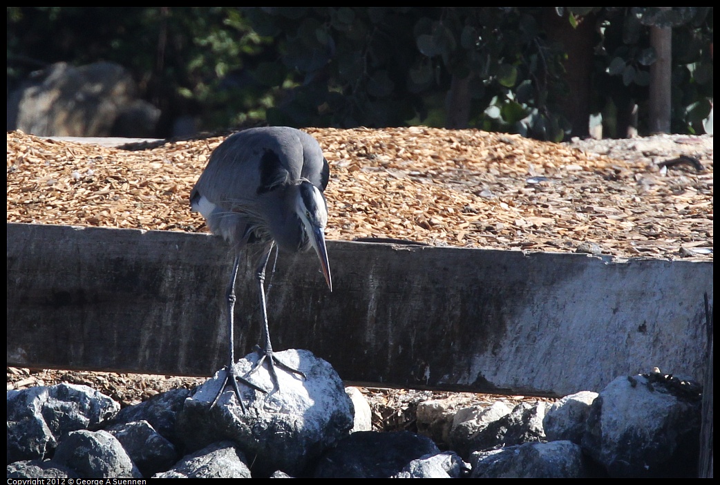 1030-130256-01.jpg - Great Blue Heron