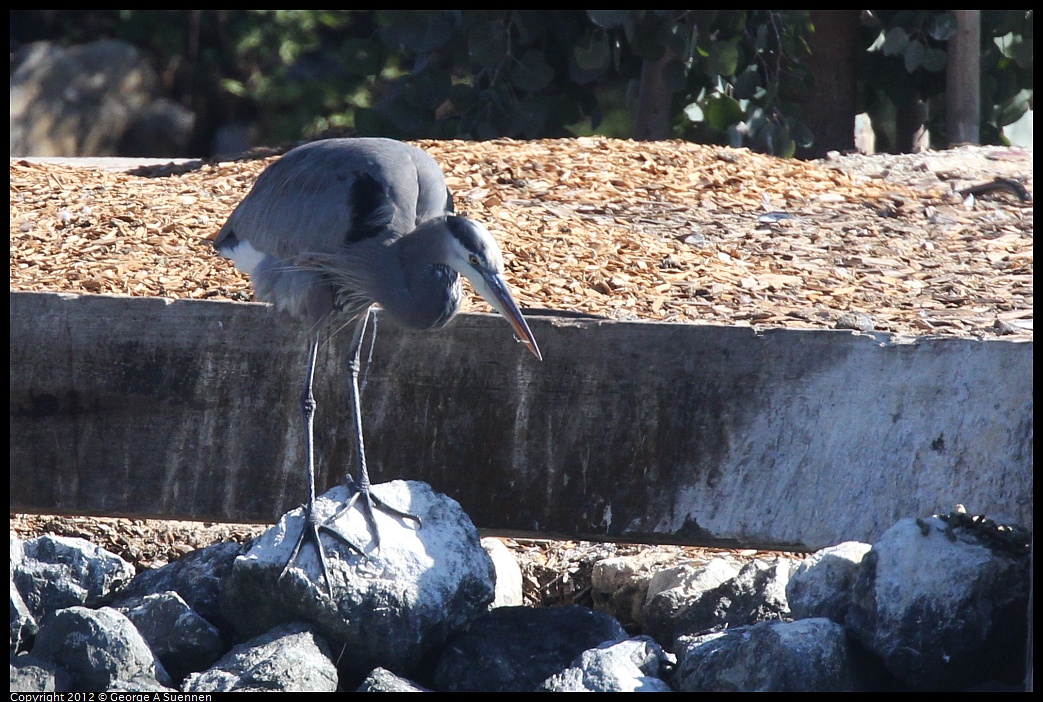 1030-130305-01.jpg - Great Blue Heron