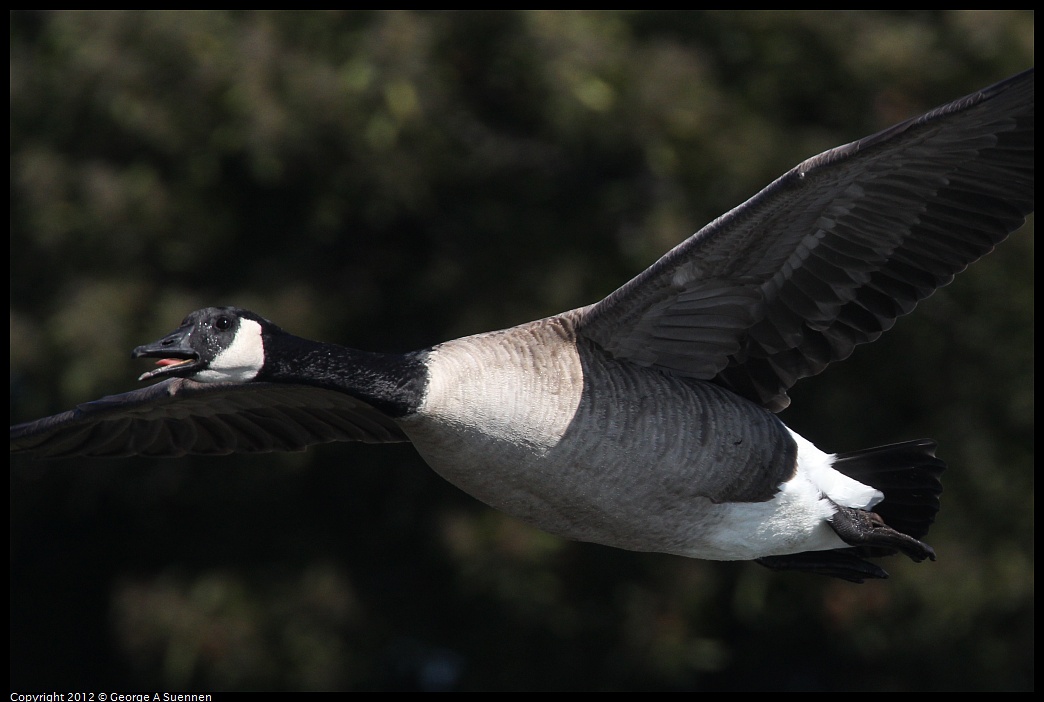 1030-130323-02.jpg - Canada Goose