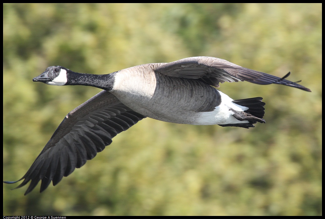 1030-130323-04.jpg - Canada Goose