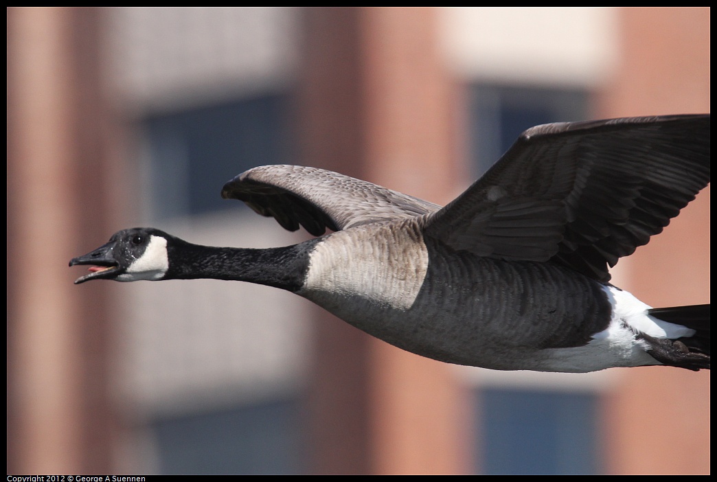 1030-130323-06.jpg - Canada Goose