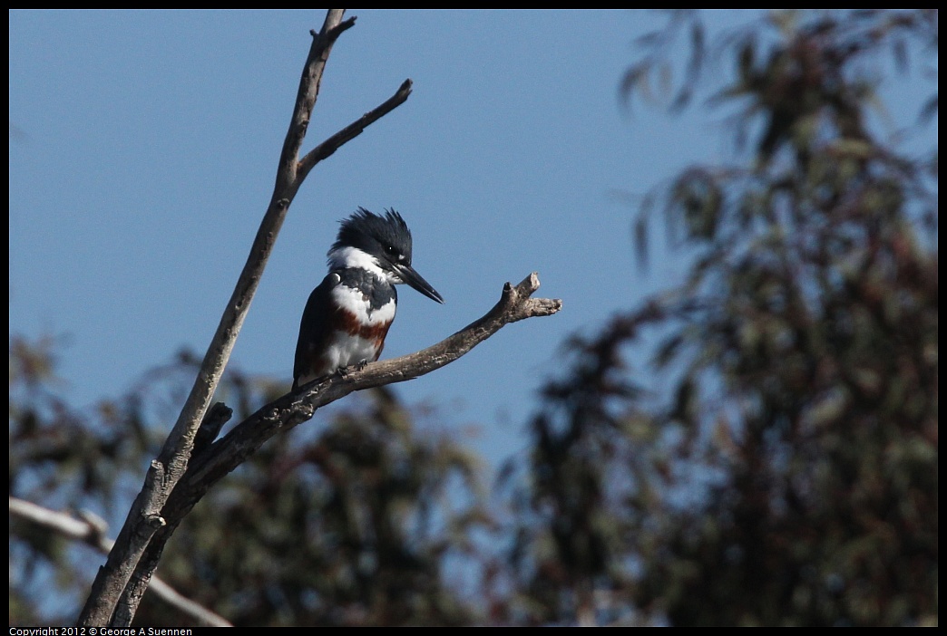 1030-130332-02.jpg - Belted Kingfisher