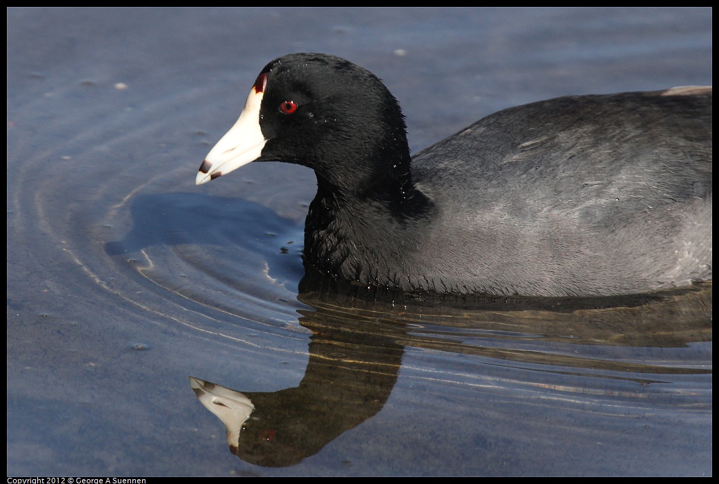 1030-130341-05.jpg - American Coot