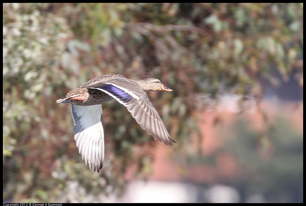 1030-130351-01.jpg - Mallard