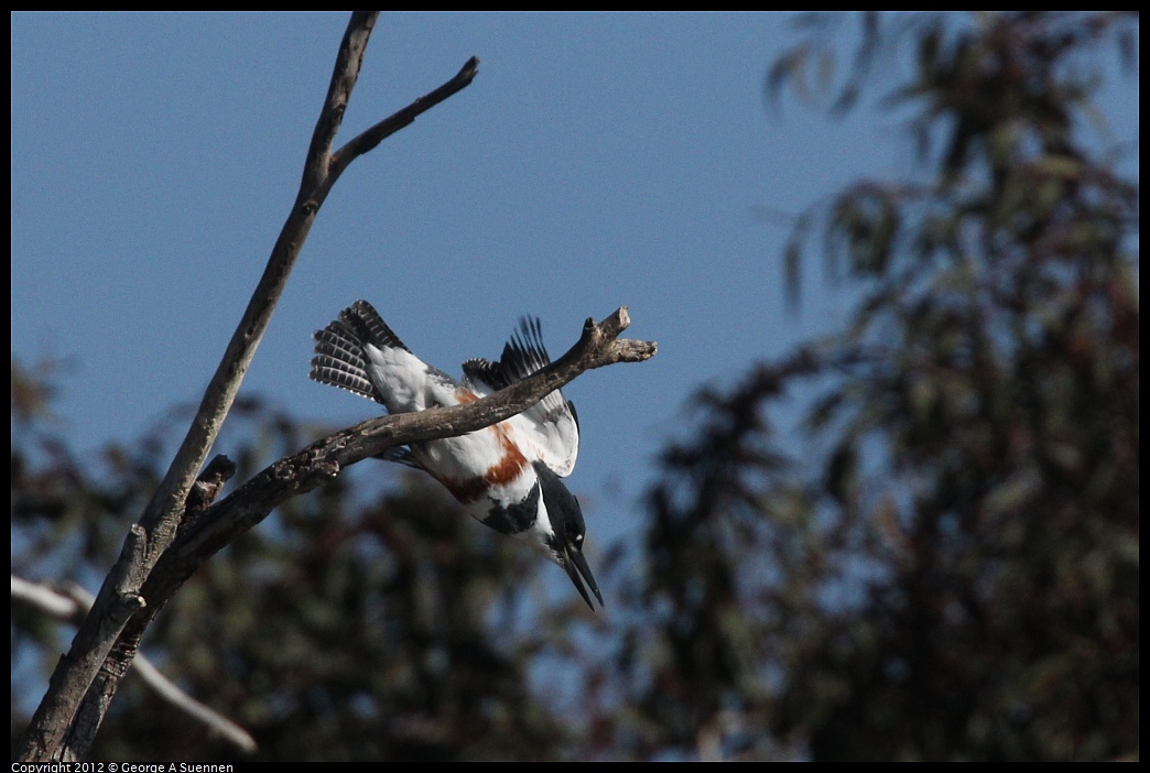 1030-130508-01.jpg - Belted Kingfisher