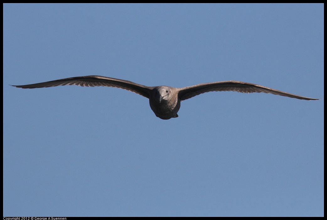 1030-130715-03.jpg - Young Gull