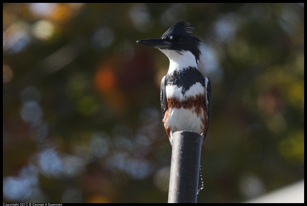 1030-130840-04.jpg - Belted Kingfisher