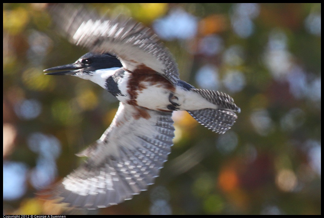 1030-130841-01.jpg - Belted Kingfisher